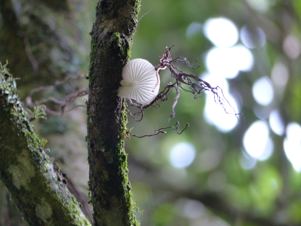 Oudemansiella australis · June 2025 · photo: © bethmaree (iNaturalist, cc-by)