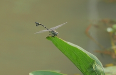 Sinictinogomphus clavatus