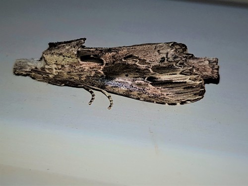 Nycterotis apostatica