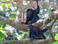 Alouatta discolor