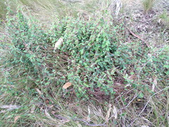 Marianthus bignoniaceus