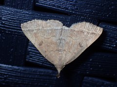 Pechipogo plumigeralis
