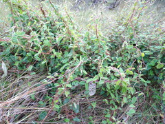 Marianthus bignoniaceus