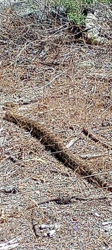 iNaturalist observation photo of Northern Pacific Rattlesnake