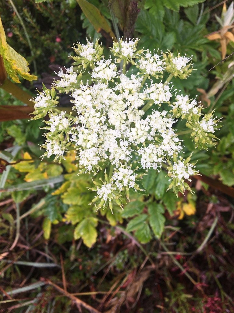 Myrrhidendron glaucescens