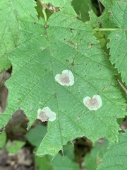 Cameraria corylisella