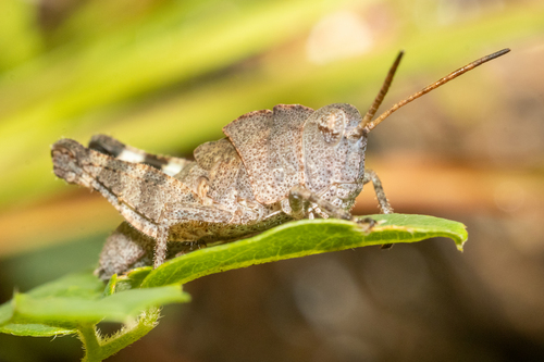 Boll's Grasshopper photo 5