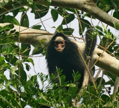 Ateles marginatus