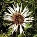 Silver Thistle - Photo (c) Udo Schmidt, some rights reserved (CC BY-SA)