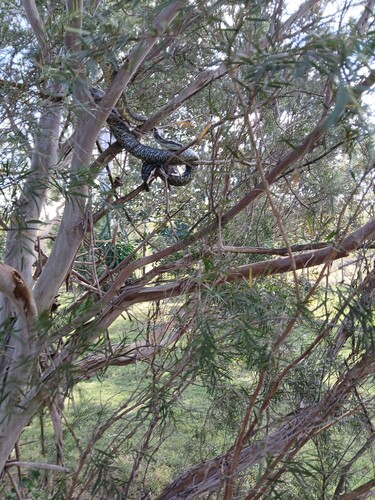 Coastal Carpet Python sighting