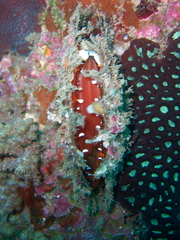 Pinctada margaritifera