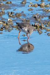 Tringa totanus