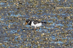 Haematopus ostralegus