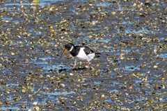 Haematopus ostralegus