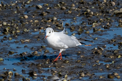 Chroicocephalus ridibundus