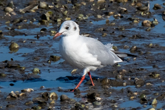 Chroicocephalus ridibundus
