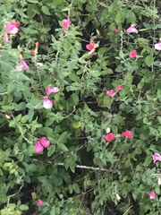 Macroglossum stellatarum