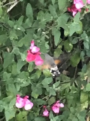 Macroglossum stellatarum
