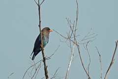 Eurystomus orientalis pacificus