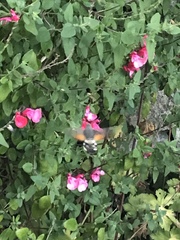 Macroglossum stellatarum