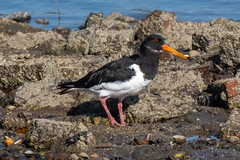 Haematopus ostralegus