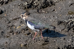 Vanellus vanellus