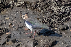 Vanellus vanellus