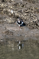 Vanellus vanellus