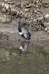 Vanellus vanellus