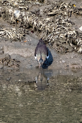 Vanellus vanellus