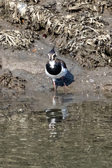 Vanellus vanellus