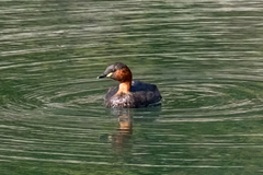 Tachybaptus ruficollis