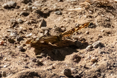 Pararge aegeria
