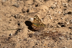 Pararge aegeria