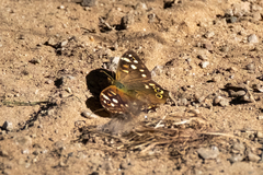 Pararge aegeria