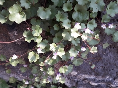 Cymbalaria muralis