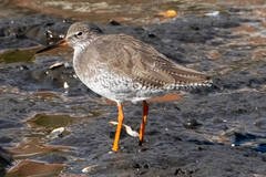 Tringa totanus