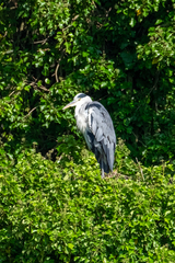 Ardea cinerea
