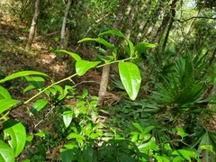 Ximenia americana