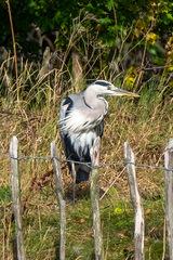 Ardea cinerea