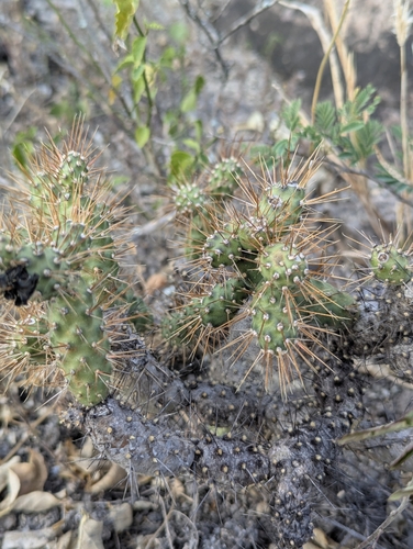 Ecuadorian Pricklypear (Opuntia aequatorialis)