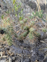 (c) Benjamin Hidalgo, some rights reserved (CC BY) Opuntia × aequatorialis, photograph (c) Benjamin Hidalgo, some rights reserved (CC BY)