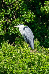 Ardea cinerea