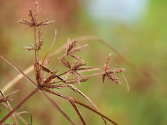 Cyperus imbricatus
