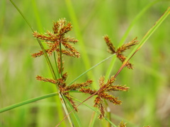 Cyperus imbricatus