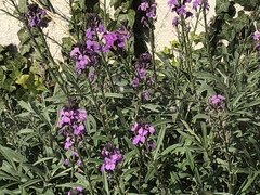Erysimum linifolium