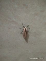 Creatonotos