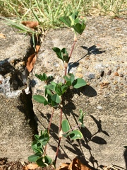 Kummerowia stipulacea