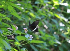 Papilio polytes javanus
