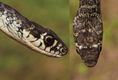 Hierophis viridiflavus carbonarius